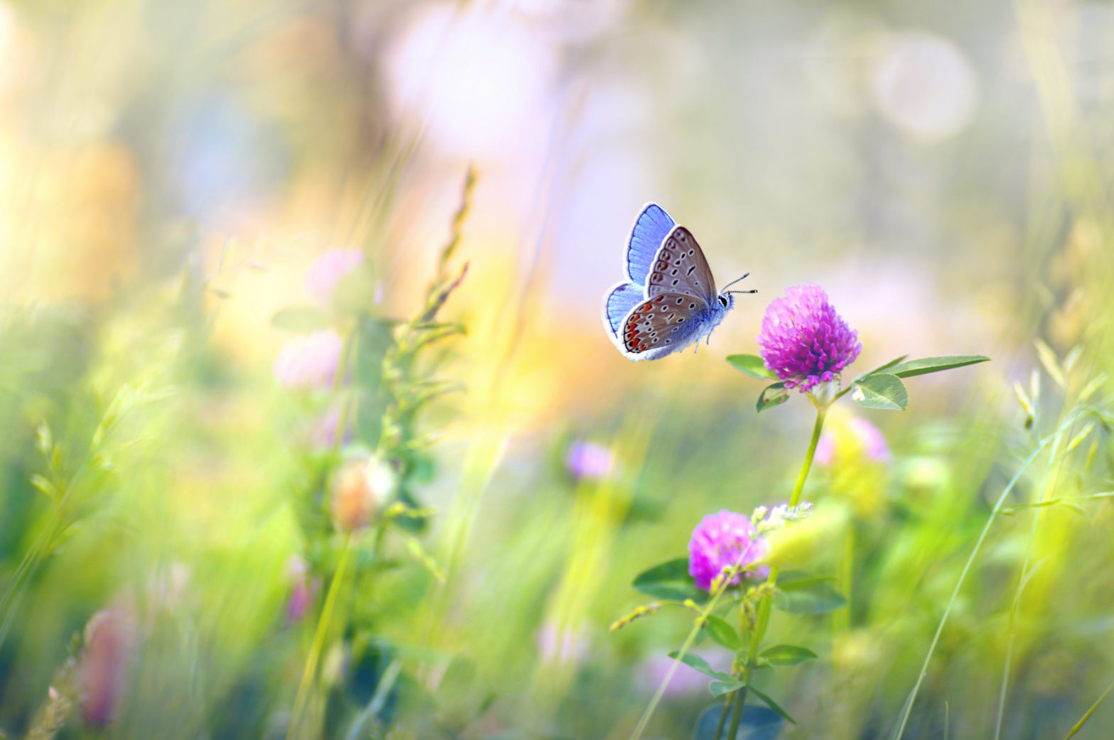 butterfly and flowers